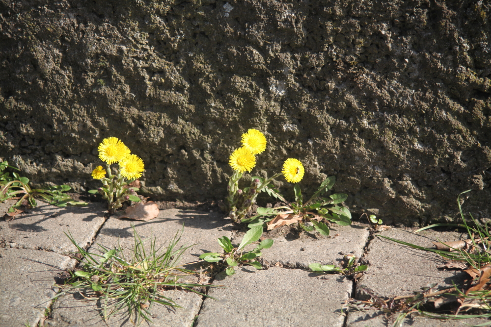 Einfach nur Blumen