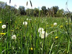 Einfach nur den Frühling geniessen...