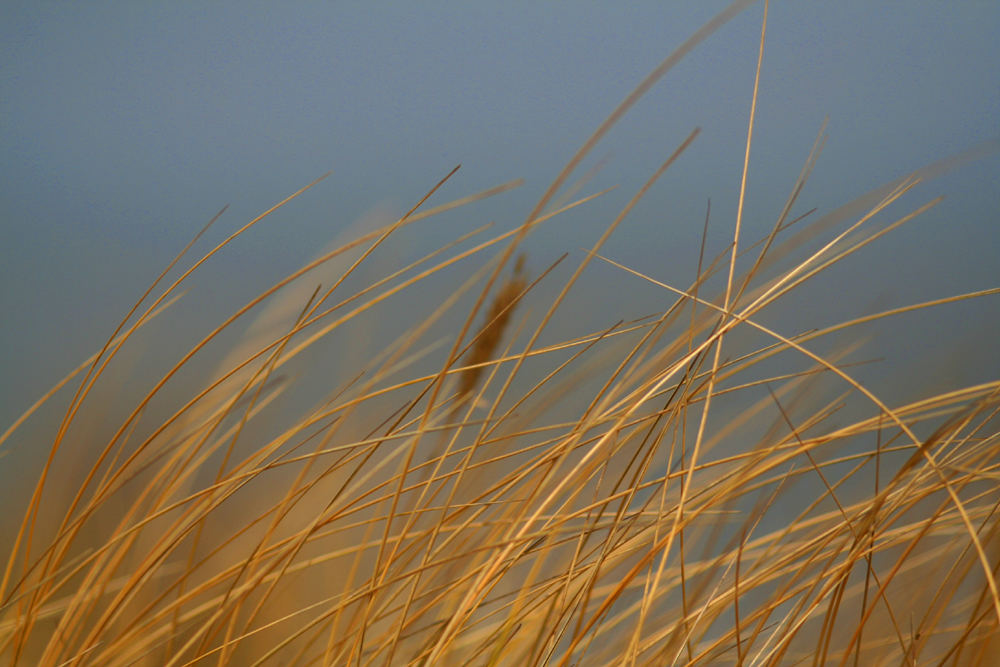 ...einfach nur Dünengras im warmen Wind...