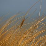 ...einfach nur Dünengras im warmen Wind...