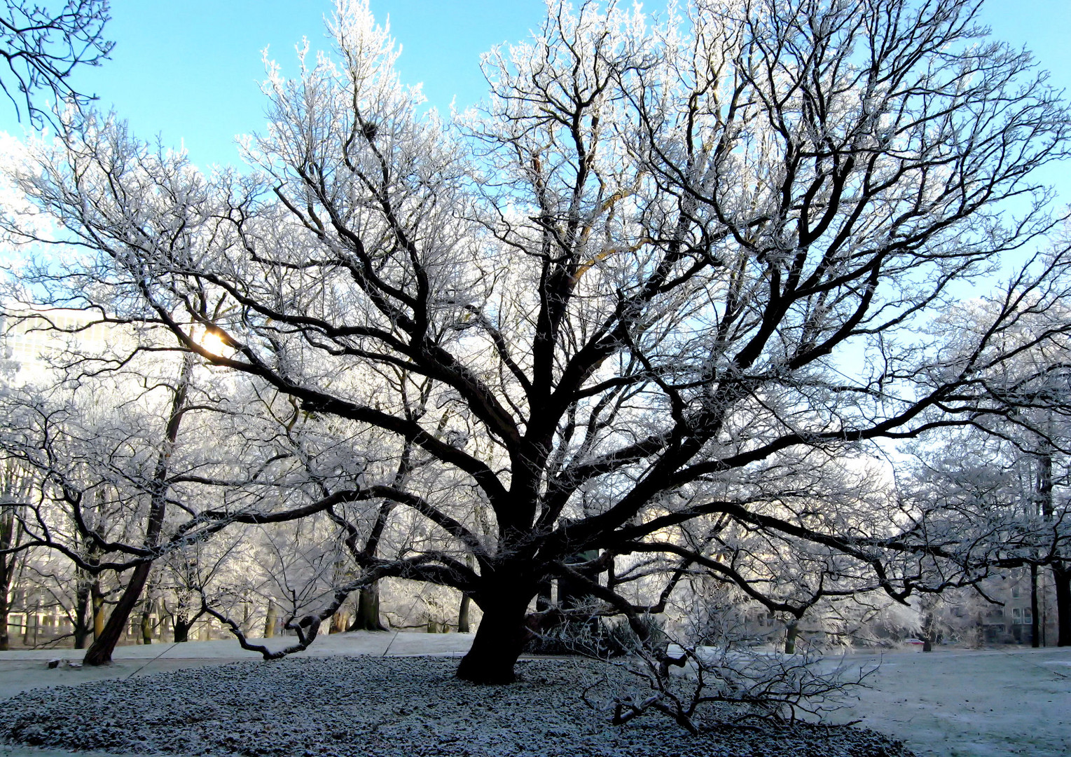 Einfach nur ein Baum