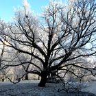 Einfach nur ein Baum