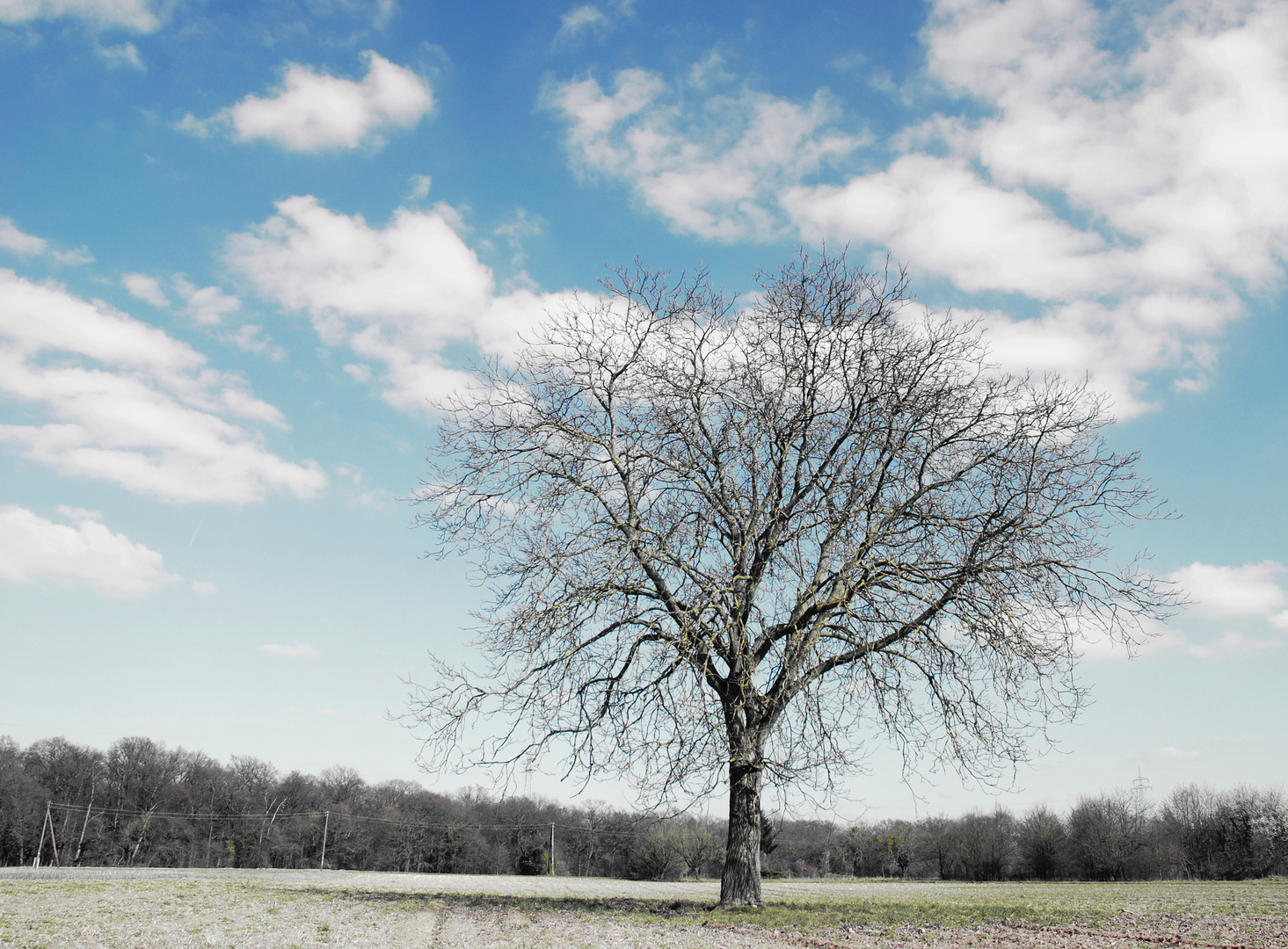 einfach nur ein Baum