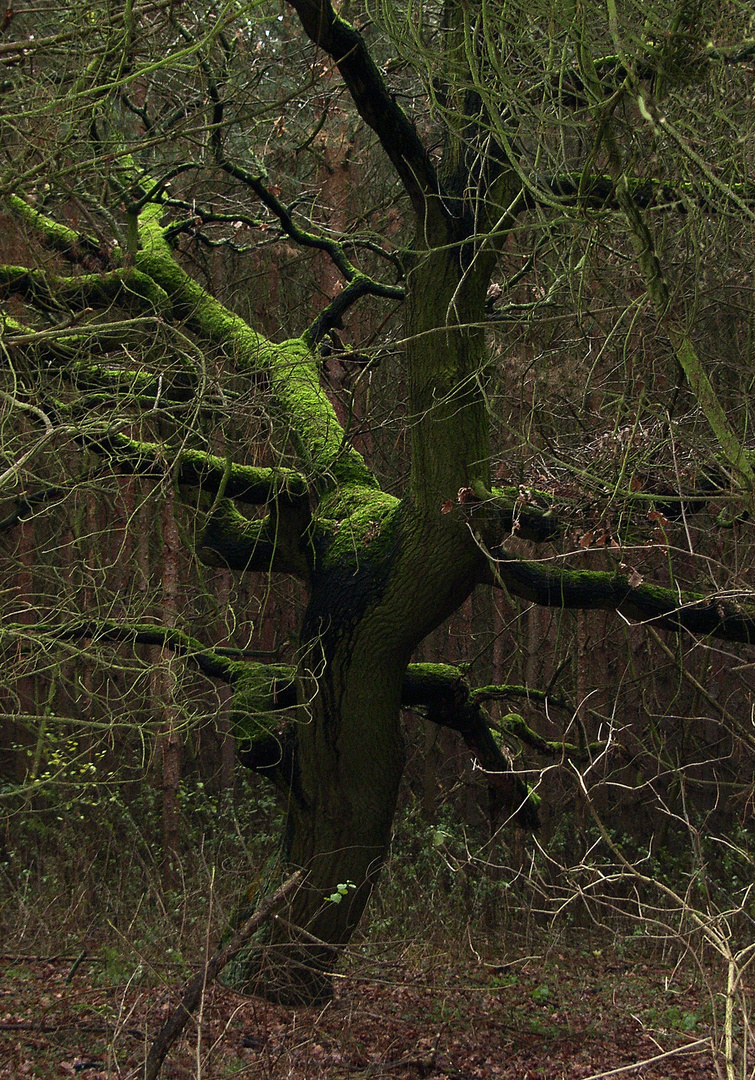 einfach nur ein Baum ...