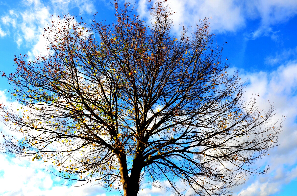 Einfach nur ein Baum