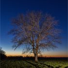 Einfach nur ein Baum 