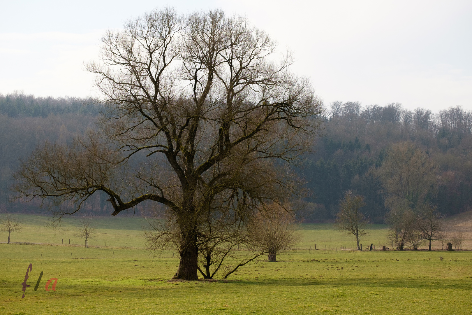 Einfach nur ein Baum