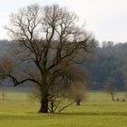 Einfach nur ein Baum