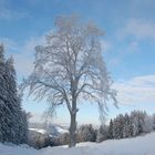 Einfach nur ein Baum