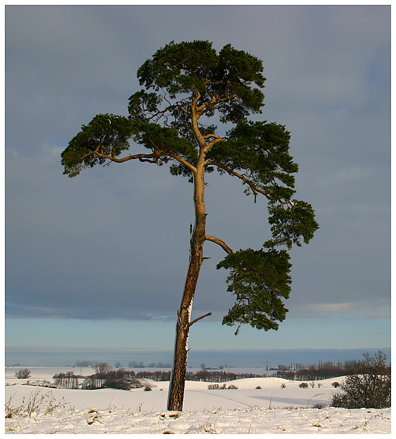 Einfach nur ein Baum..