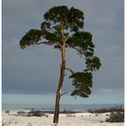 Einfach nur ein Baum..