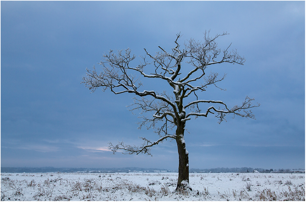 Einfach nur ein Baum..