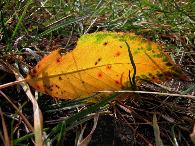 ... einfach nur ein Blatt