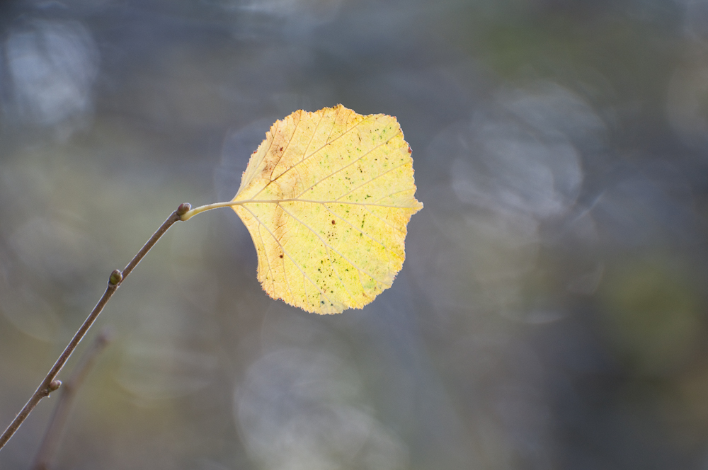 Einfach nur ein Blatt