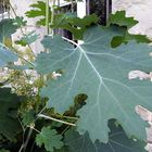 Einfach nur ein Blatt der Macleaya (Federmohn)