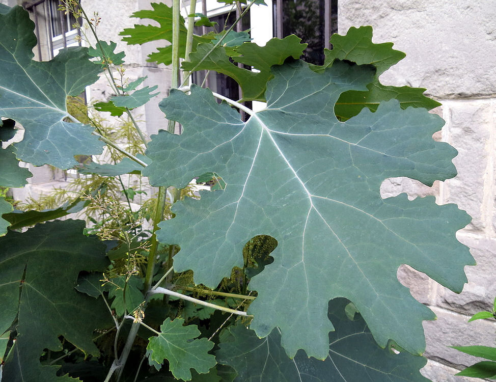 Einfach nur ein Blatt der Macleaya (Federmohn)