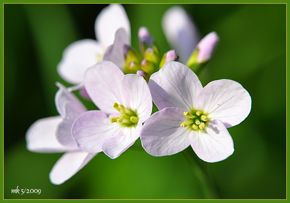 einfach nur ein blümchen