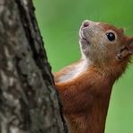 Einfach nur ein Eichhörnchen