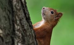 Einfach nur ein Eichhörnchen