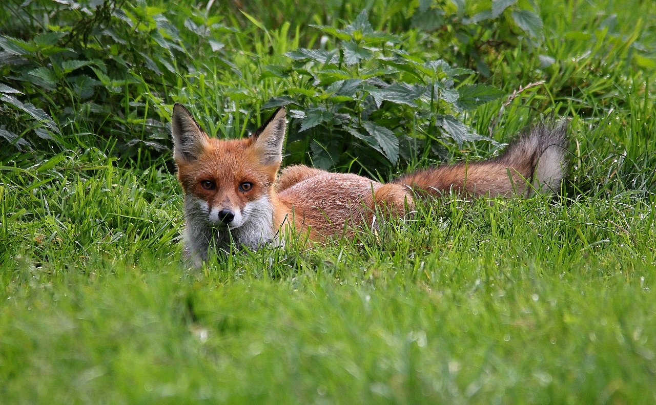 Einfach nur ein Fuchs...