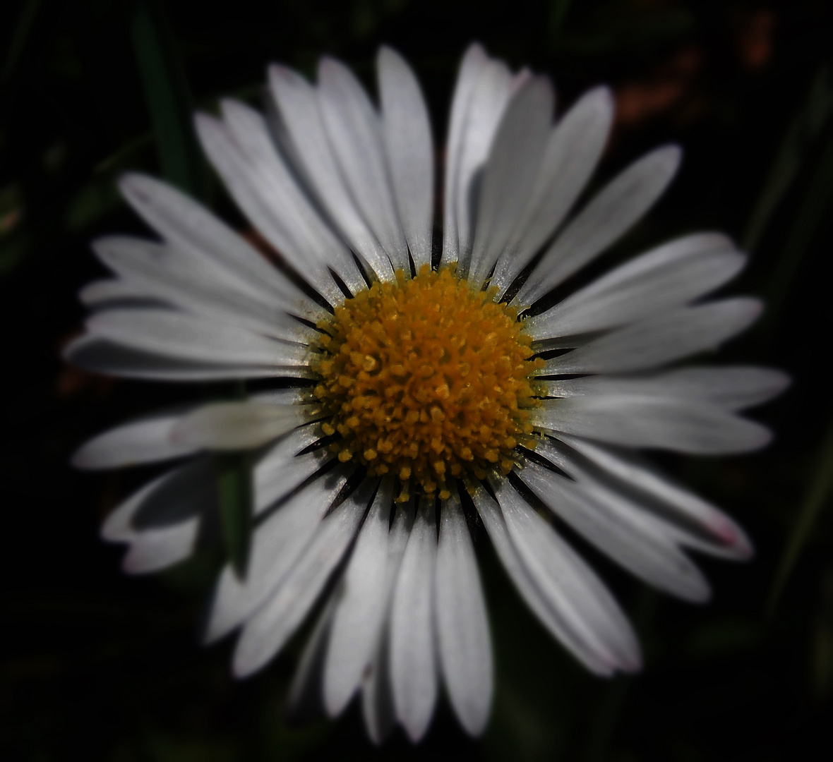 ... einfach nur ein Gänseblümchen ...