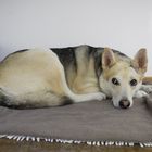 Einfach nur: ein Hund zu Besuch im Büro 3