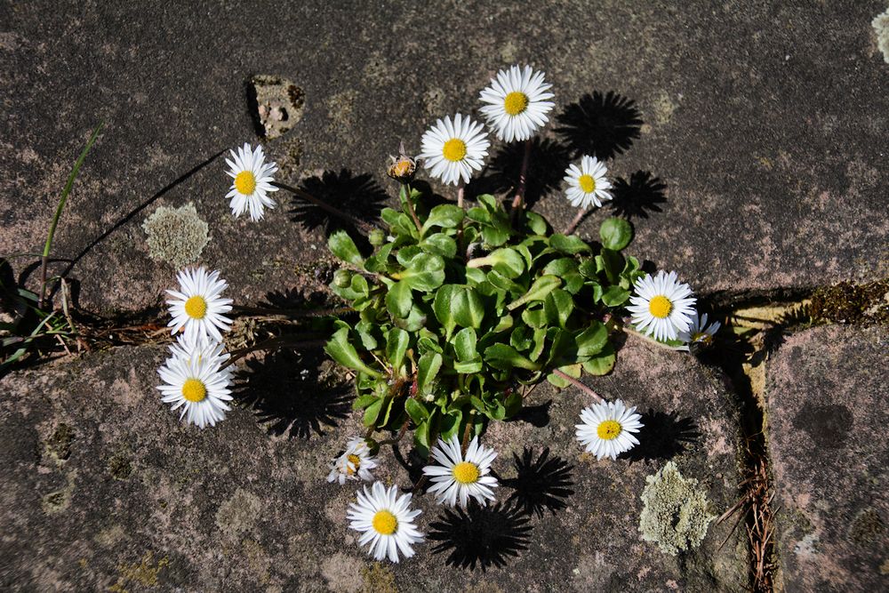 einfach nur ein mauerblümchen