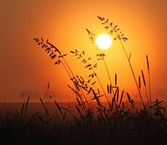 Einfach nur ein par Gräser im Sonnenaufgang