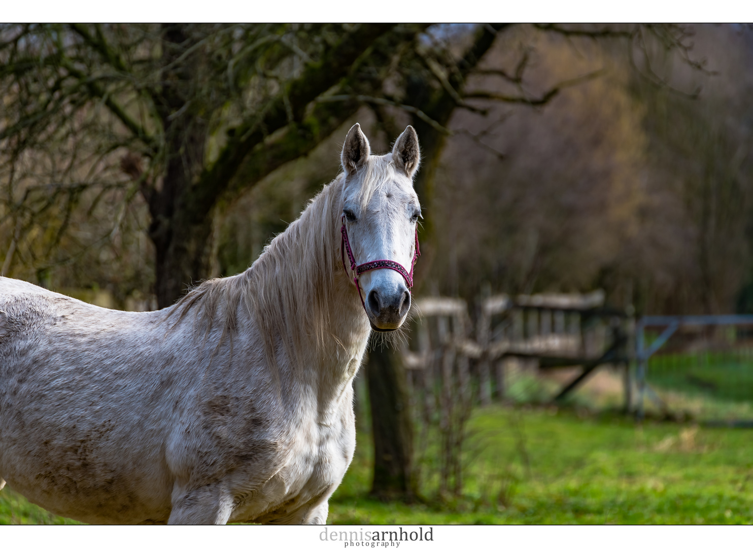 Einfach nur ein Pferd