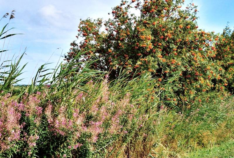 einfach nur ein schöner Sommertag