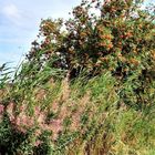 einfach nur ein schöner Sommertag