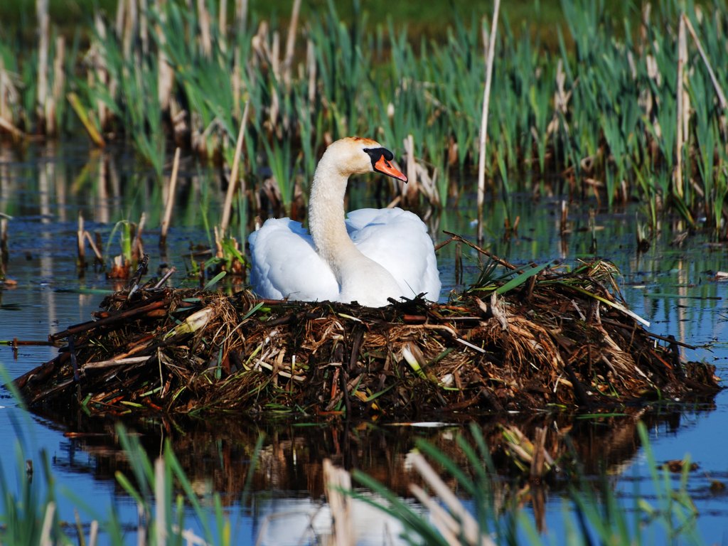 Einfach nur ein Schwan!