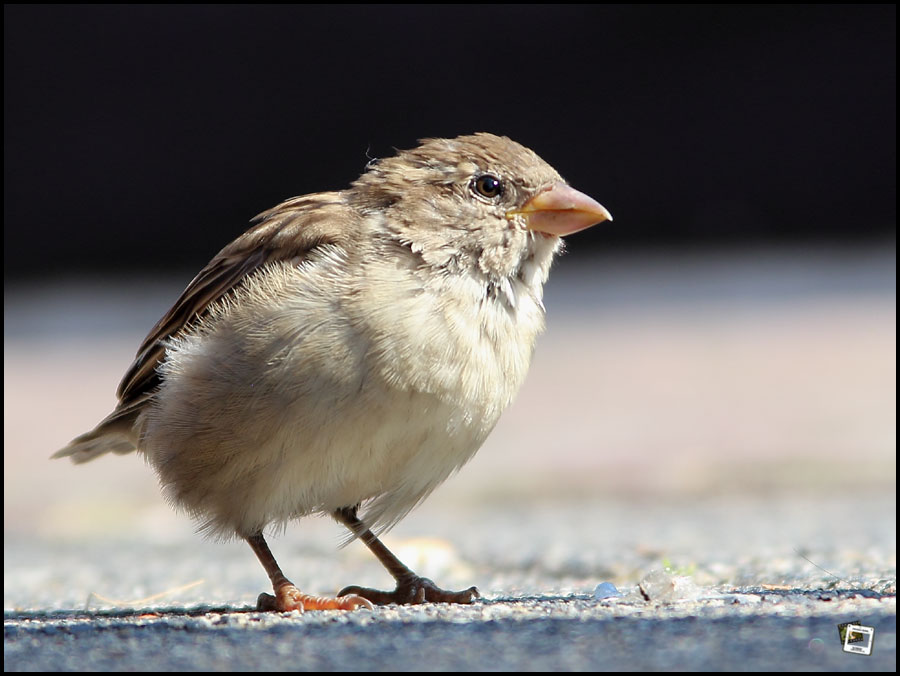 Einfach nur ein Spatz