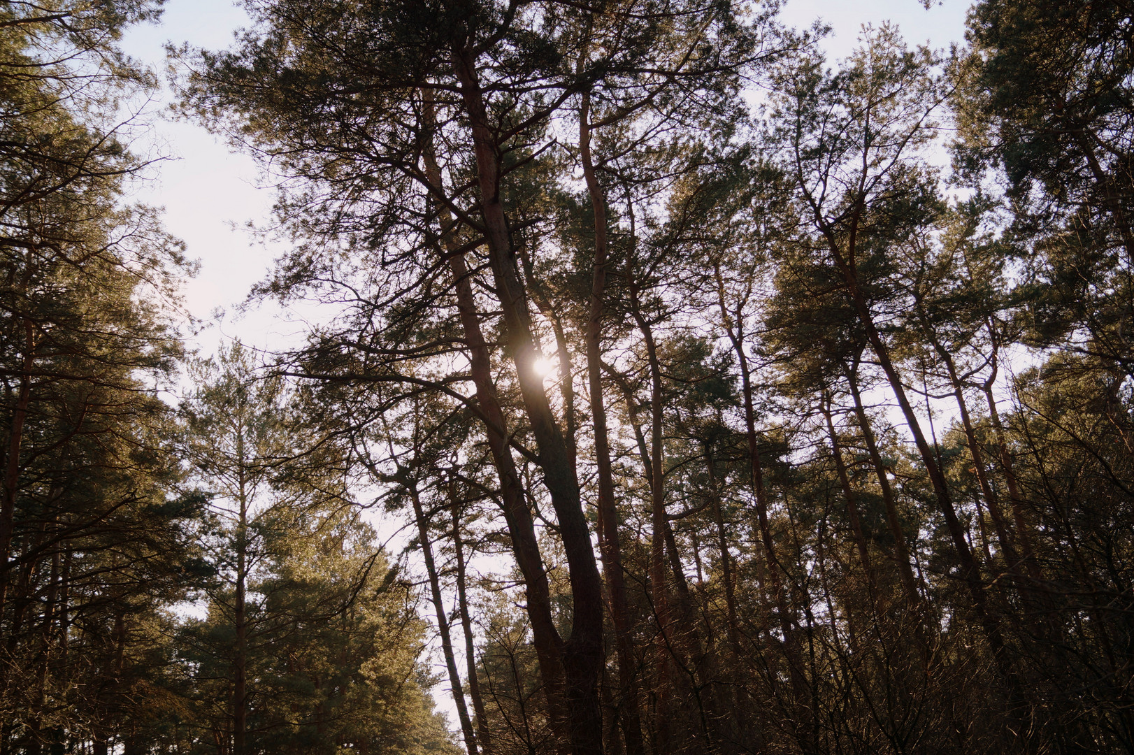 Einfach nur ein Tag im Wald