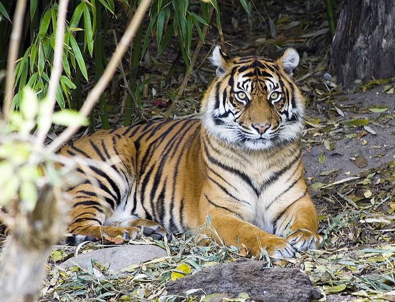 einfach nur ein Tiger der da sitzt und guckt