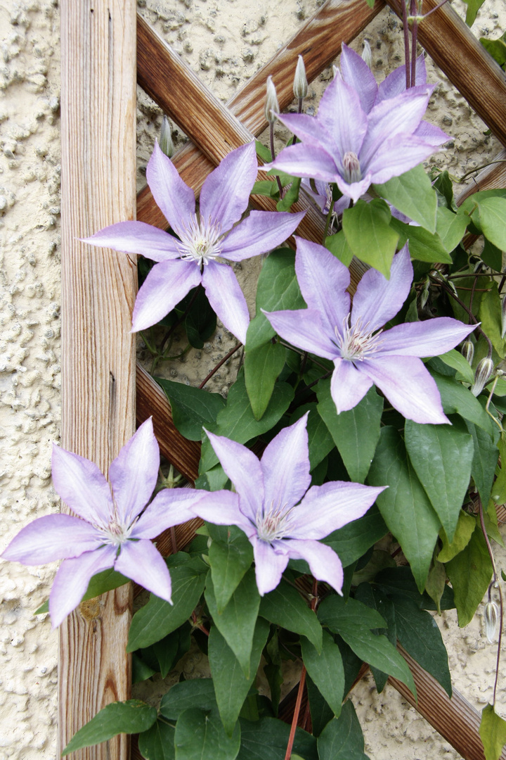 Einfach nur ein Vorgeschmack auf den Frühling - Blumen am Haus