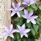 Einfach nur ein Vorgeschmack auf den Frühling - Blumen am Haus