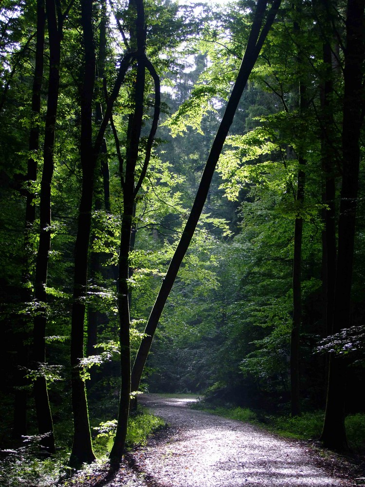 Einfach nur ein Waldweg