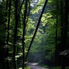 Einfach nur ein Waldweg