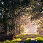 ... einfach nur ein Waldweg