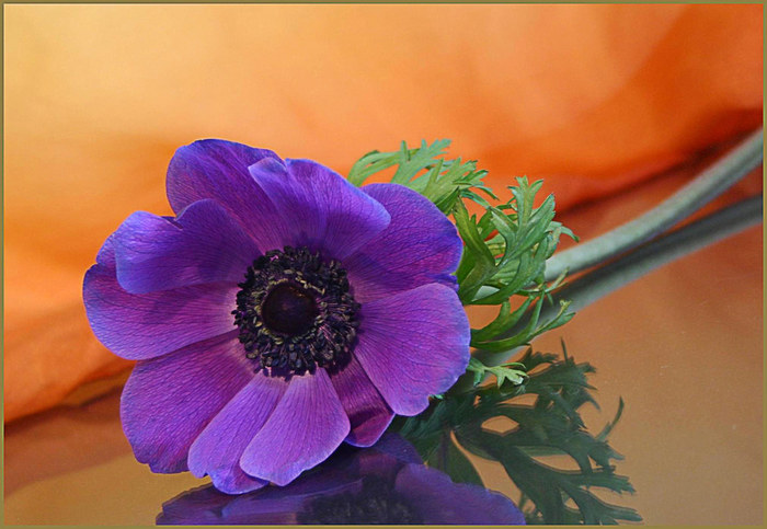 einfach nur eine Anemone...