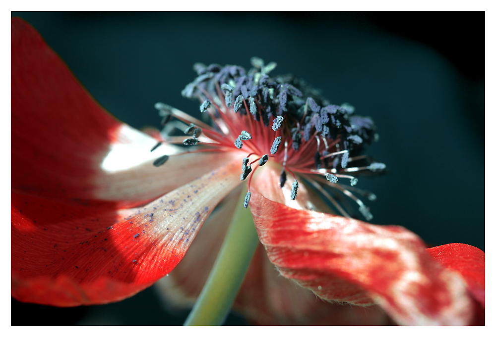 einfach nur eine Blüte