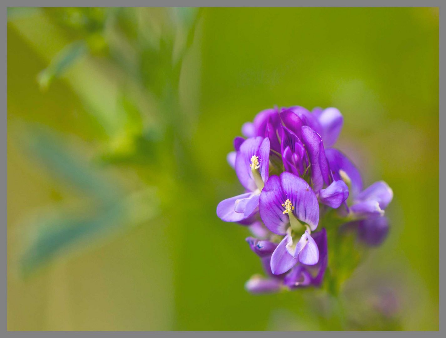 Einfach nur eine Blume