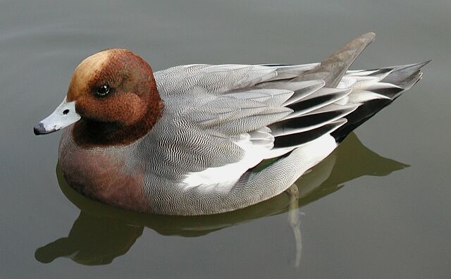 Einfach nur eine Ente im Weiher