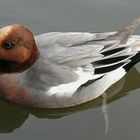 Einfach nur eine Ente im Weiher