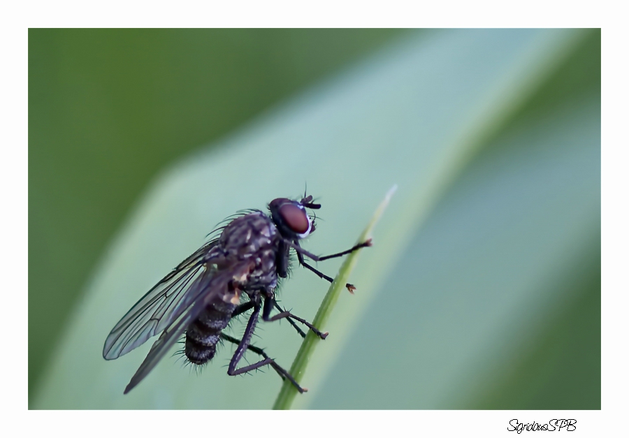 Einfach nur eine Fliege...