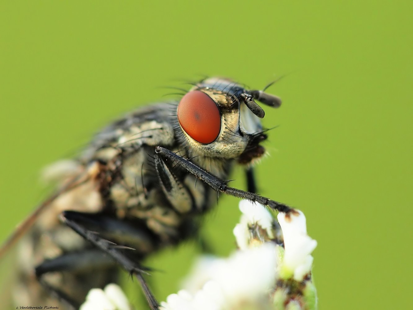 Einfach nur eine Fliege