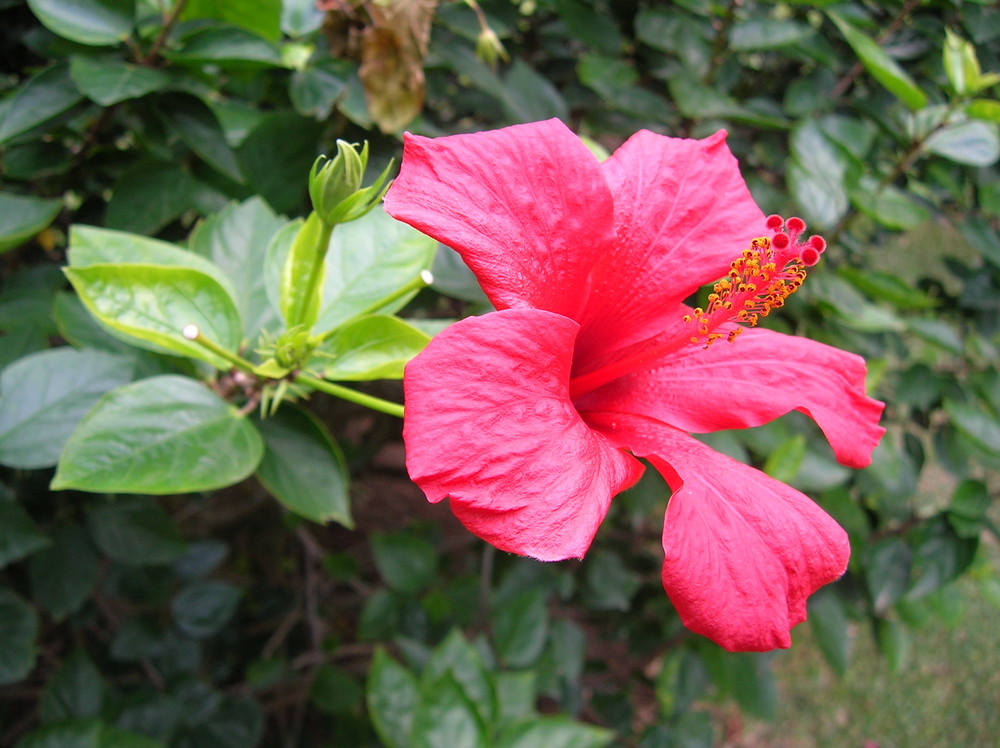 Einfach nur eine Hibiskus -Blüte !?