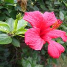 Einfach nur eine Hibiskus -Blüte !?