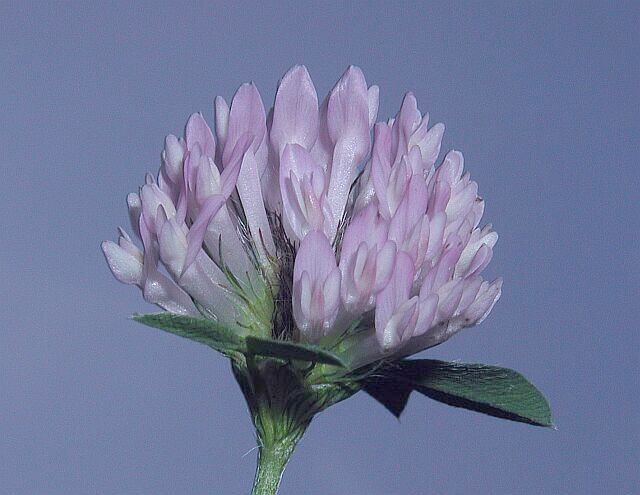 Einfach nur eine Kleeblüte